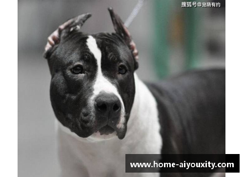ayx爱游戏一种能轻松战胜比特犬的犬种，却成为外国人的宠物，网友们纷纷惊叹不已
